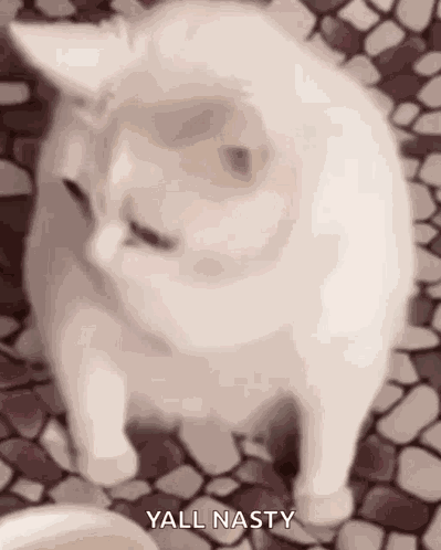 Cat Say Bleh GIF