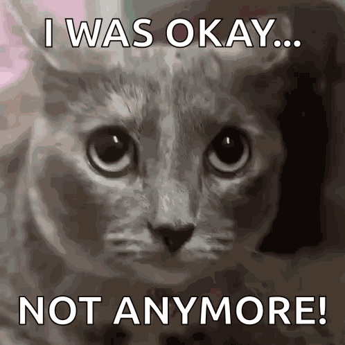 Cat Scared Cat GIF