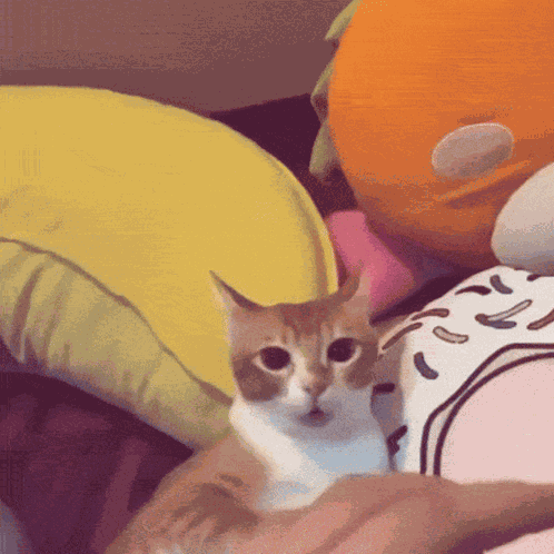 Cat Scared GIF