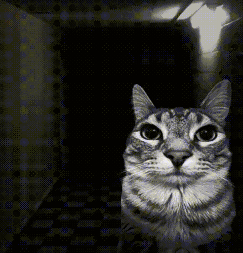 Cat Scary GIF