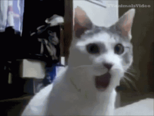 Cat Scream GIF