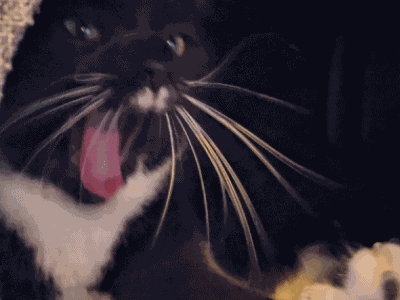 Cat Screaming Cat GIF