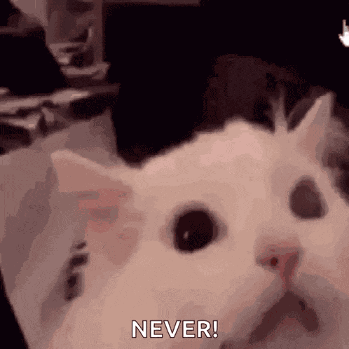 Cat Screaming Cat GIF