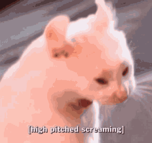 Cat Screaming Meme