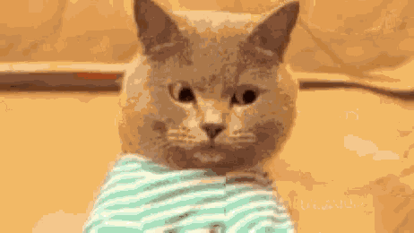 Cat Searching GIF