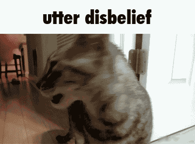 Cat Shock GIF