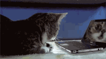 Cat Shocked GIF