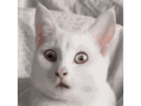 Cat Shooked Cat Shocked Sticker