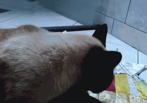 Cat Siamese Cat GIF