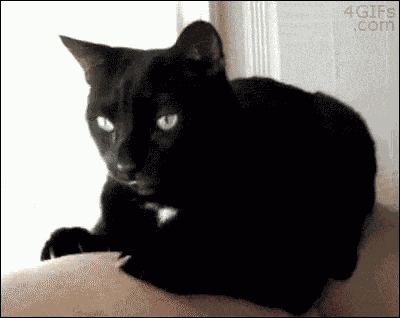 Cat Sick Cat Gag GIF