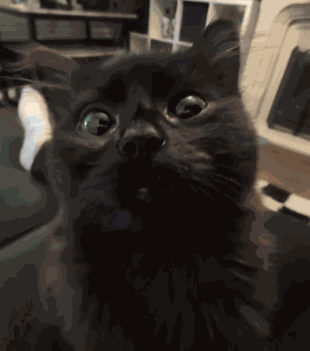 Cat Side Eye GIF