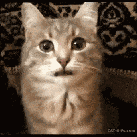 Cat Silly Cat GIF