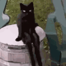 Cat Sit GIF