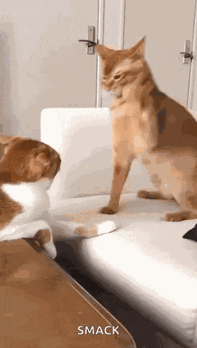 Cat Smacking Other Cat Cat Swat GIF