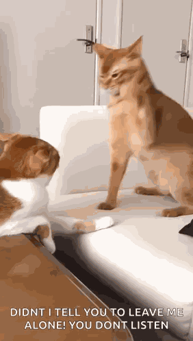 Cat Smacking Other Cat Cat Swat GIF