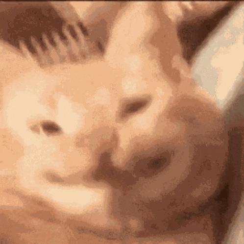 Cat Smile GIF