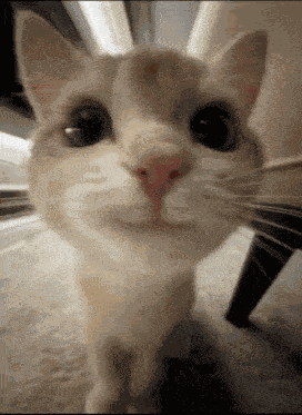 Cat Smile GIF
