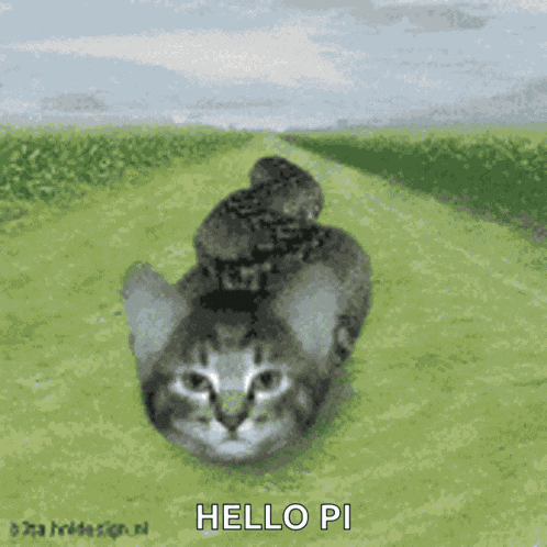 Cat Snake Weird GIF
