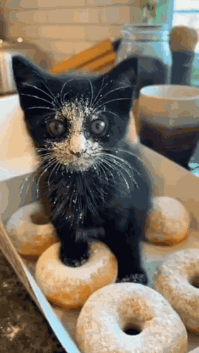 Cat Sneeze Donut Ghost GIF