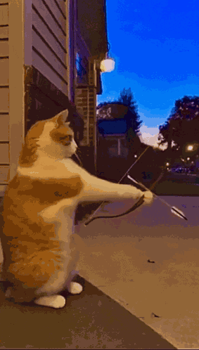 Cat Sniper Cat Attack GIF