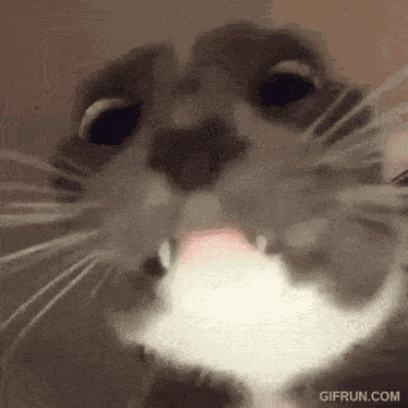 Cat Stare Boomer Cat GIF