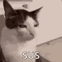Cat Stare Catstare GIF