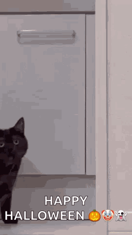Cat Stare GIF