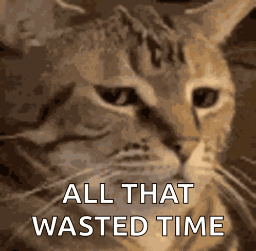 Cat Stare GIF