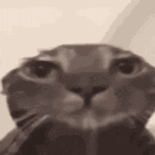 Cat Stare Funny GIF