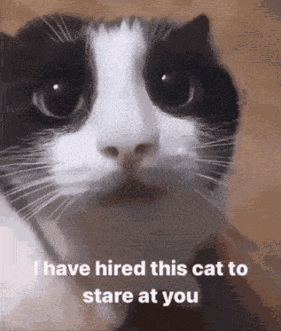 Cat Stare GIF