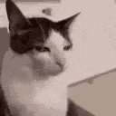 Cat Stare GIF