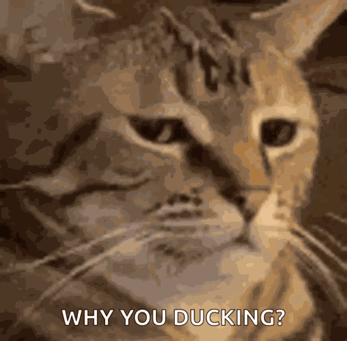 Cat Stare GIF