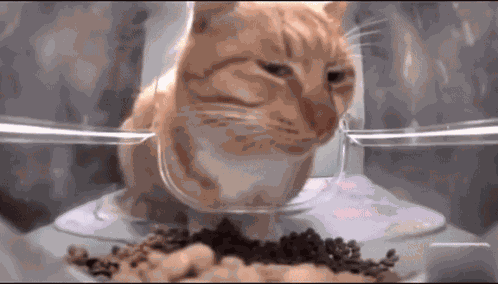 Cat Stare GIF