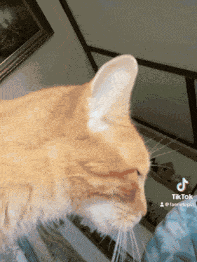 Cat Staring Cat Stare GIF