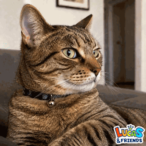 Cat Staring GIF