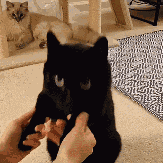 Cat Stats-kun GIF