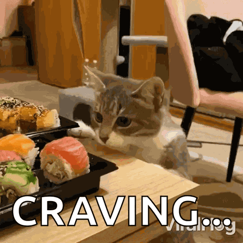 Cat Steals Sushi Viralhog GIF