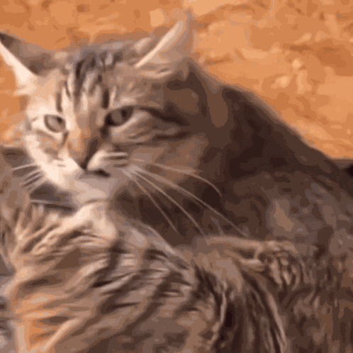 Cat Stinkeye GIF