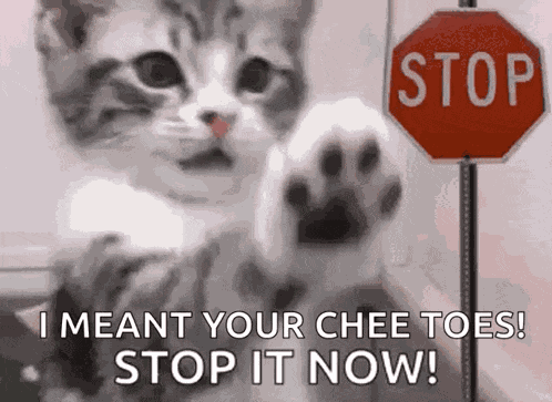 Cat Stop GIF