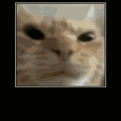 Cat Stop Talking GIF