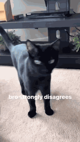Cat Strongly Disagrees Black Cat GIF