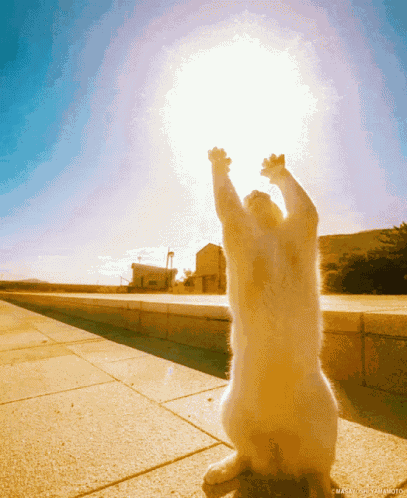 Cat Sun GIF