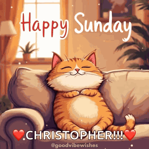 Cat Sunday GIF
