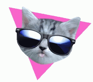 Cat Sunglasses GIF