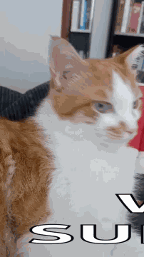 Cat Surprised Cat GIF
