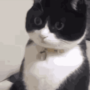 Cat Surprised Stare Cat Stare GIF