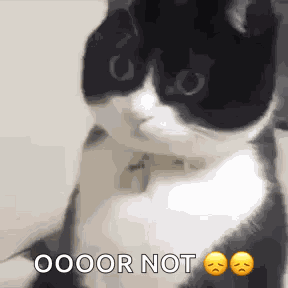 Cat Surprised Surprised Cat Stare GIF