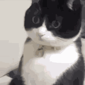 Cat Surprised Surprised Cat Stare GIF