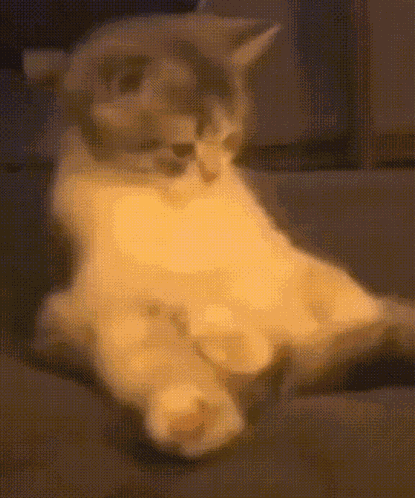Cat Tail GIF
