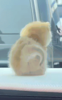 Cat Tail Waving Cute GIF